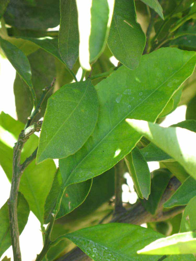              Shade leaves (Riverside, CA)       